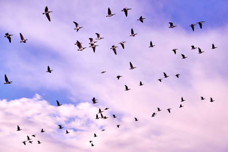 flock of Canada gooses in the evening