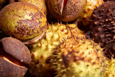 chestnut harvestの写真素材