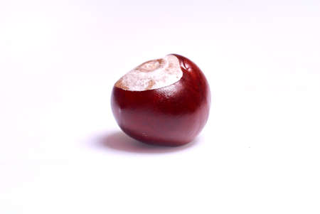 chestnut harvestの写真素材