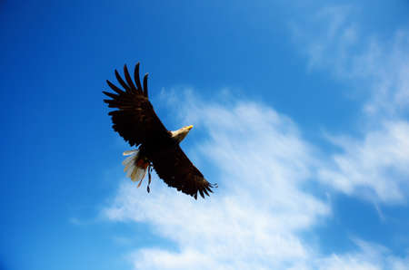 flying american eagle