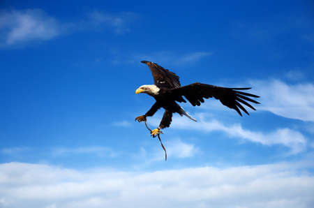 flying american eagle