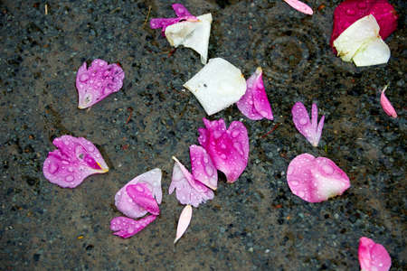 Roses leaves on ground after weddingの写真素材