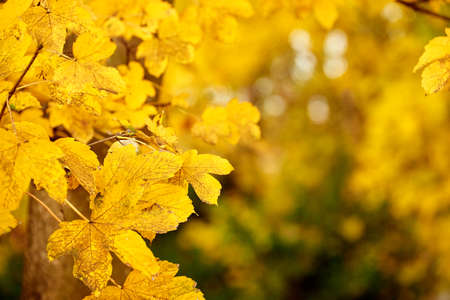 golden maple leaves in autumnの写真素材