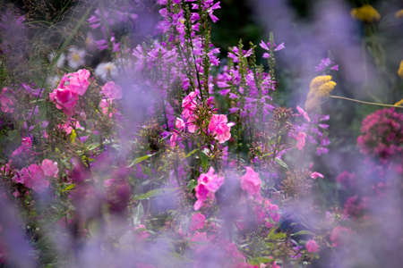 fragrant sunny flower gardenの写真素材