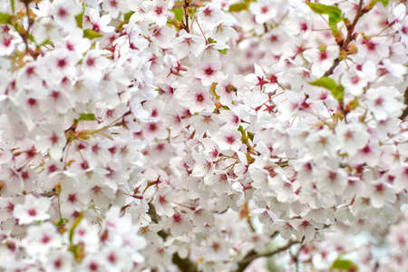 cherry tree blossoms in aprilの写真素材