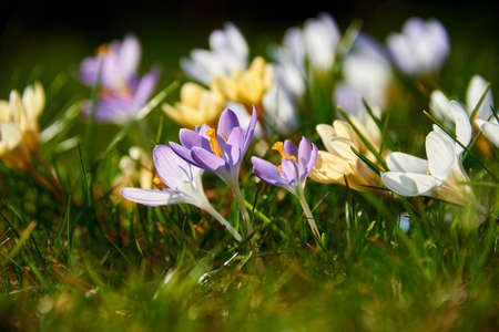 blooming crocuses