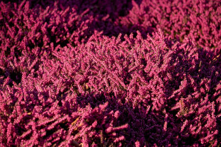 lilac heatherの写真素材