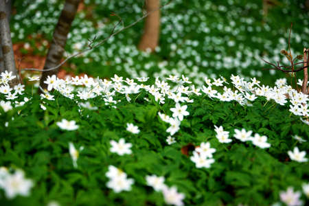 timbleweed in spring