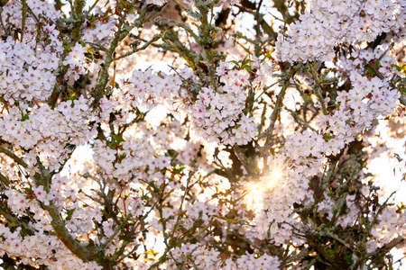 sunset in bloomy cherry treeの写真素材