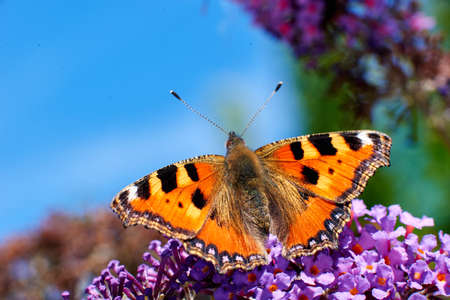Aglais urticae butterfly