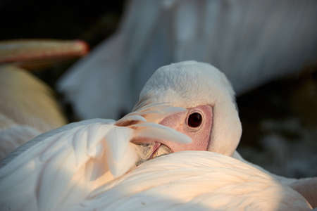 resting pelican on sunsetの写真素材