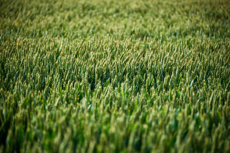 meadow flowers on fieldの写真素材