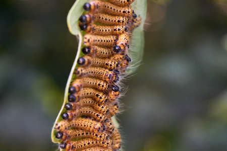 oak processionary moth on leafの写真素材