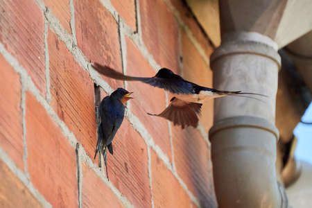 swallow feeding child on a doorの写真素材