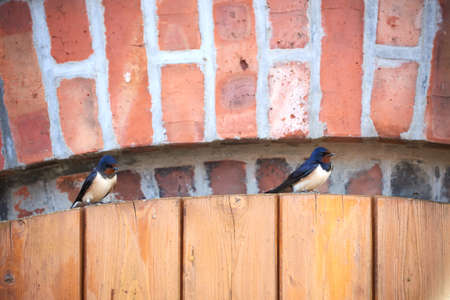 swallow feeding child on a doorの写真素材