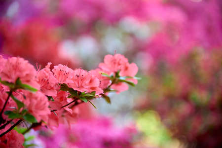 macro of pink rhododendronの写真素材