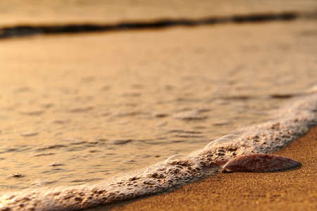 starfish shell on sunrise sunset beachの写真素材