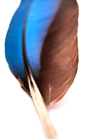 colourfull feather of parrotの写真素材