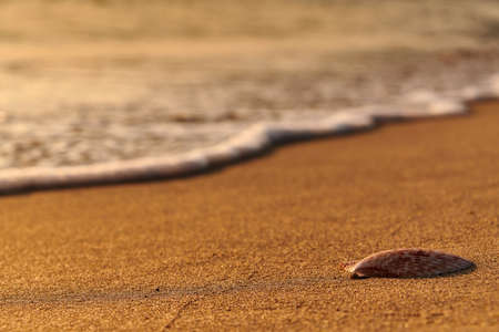 starfish shell on sunrise sunset beachの写真素材