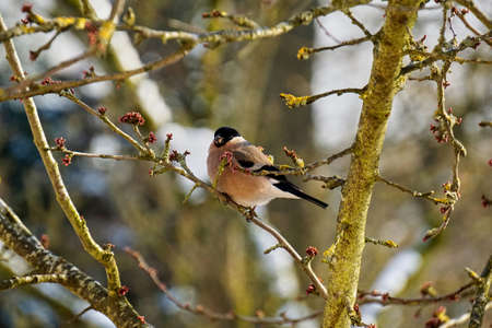 female gimpel sitting on a cherry tree