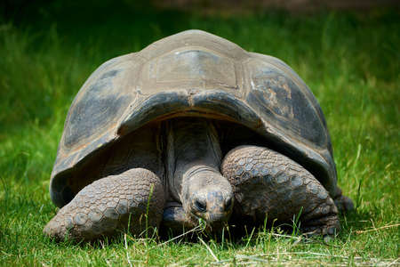 turtle on a green meadow while eating