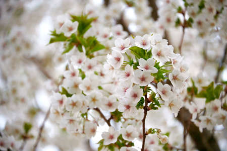 cherry tree in bloom in springの写真素材