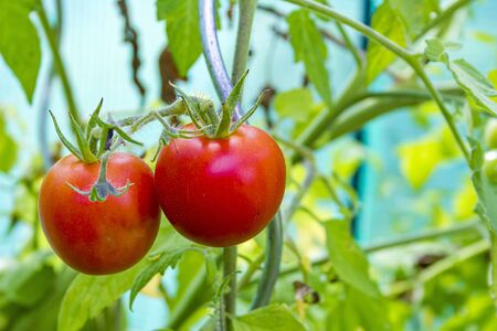 Zeri ripe tomatoes on a tomato plant in a greenhouse.の写真素材