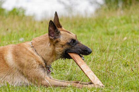 Young Belgian Shepherd dog chewing on a piece of woodの写真素材