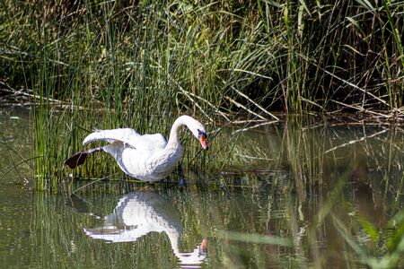 Wild mute swan prepares to fly away at a pond.の写真素材
