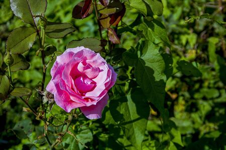 Dog rose in the rural garden in midsummerの写真素材