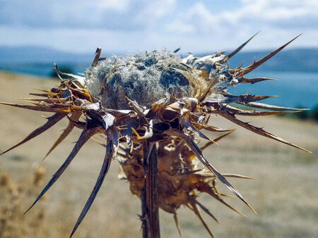 Close up of a dried up flowerの写真素材