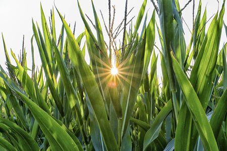 Sun star through a corn fieldの写真素材