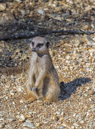 Meerkat stands alone on a sandy floor.の写真素材