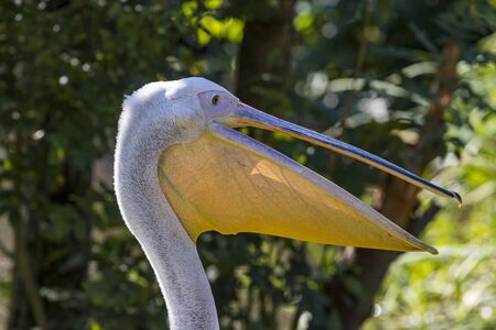 Pelican with open beak.の写真素材