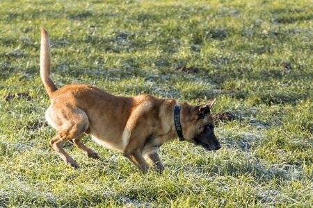 Belgian shepherd playing in the meadow.の写真素材