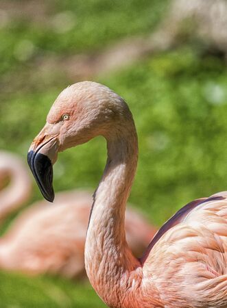 Flamingo stands alone as a portrait.の写真素材