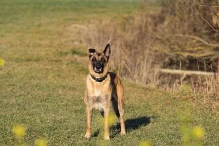 Malinois stands in a meadow. In the background you can see reeds.の写真素材