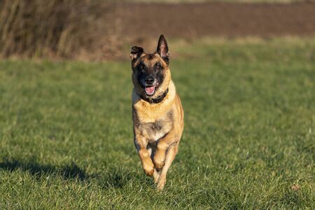 Belgian Shepherd runs at a gallop in a meadow.の写真素材