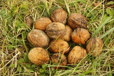 Walnuts on a meadowの写真素材