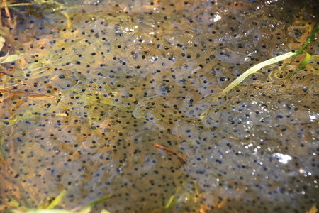 Frogs in a small pool