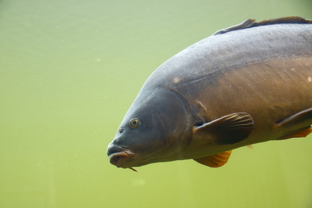 Fish in an aquariumの写真素材