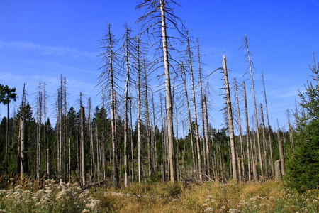 Forest in Harz in the summer of 2018, which is attacked by the bark beetleのeditorial素材