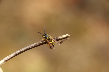 Wasp sits on a branch in autumnの写真素材