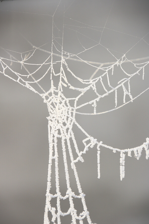 Spider web covered by iceの写真素材