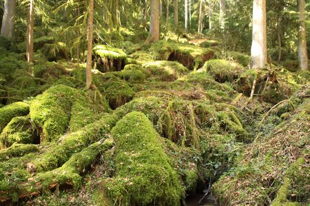 Forest floor covered with ivy and mossの写真素材