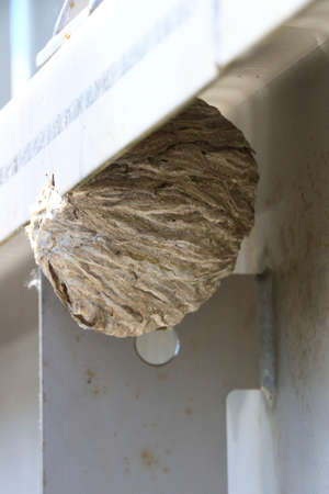Wasp nest on a metal frameの写真素材