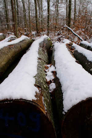 View over Langholz in the forest in winterの写真素材