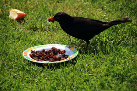 Hungry blackbird pecks raisins from a plateの写真素材