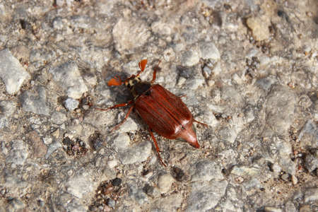 Cockchafer crawls across the asphalt