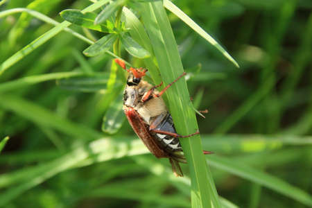 Cockchafer crawls up a blade of grass